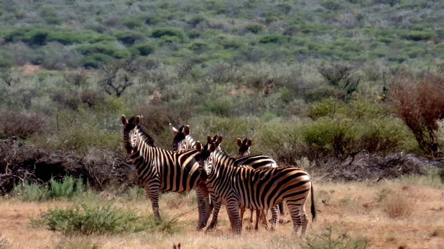 Commercial Property for Sale in Barkly West Rural Northern Cape